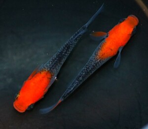 なごみやメダカ☆華薊赤黒錦クリアタイプ　☆稚魚 8匹　☆　メダカ 　☆</a></h3>
                        