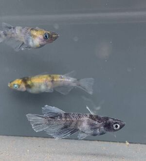 【まーぼー】和墨白銀三色RLF 1トリオ 現物 若魚 めだか メダカ</a></h3>
                        