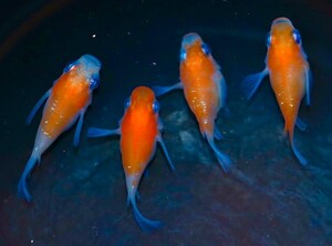 なごみやメダカ☆雅紅白ラメダルマ　☆稚魚 8匹　☆　メダカ ラメ　☆</a></h3>
                        
