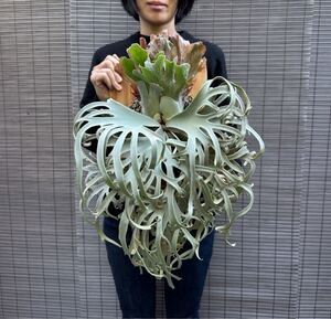 ★きよし　P. willinckii 'Star Platinum' ビカクシダ　コウモリラン　スタープラチナ　</a></h3>
                        