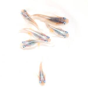 （月曜からメダカ）　しずくダルマ　しずくだるま　半ダルマ　現物　めだか　極上　若魚　産卵中　6匹（3ペア）同日同封可</a></h3>
                        
