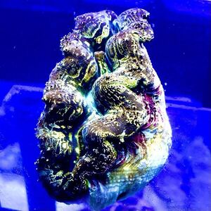 【雷紋柄虹色】ヒメシャコガイ［8.5cm］</a></h3>
                        