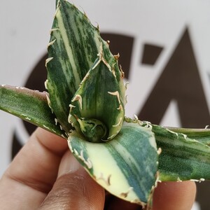 414【上澳園芸】 アガベ Agave チタノタ 白鯨錦 縞斑錦（永久斑）鮮明錦 西瓜色 希少 特選 極上子株 優良血統</a></h3>
                        
                        
