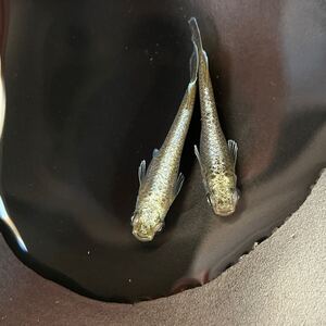 【山水めだか】ガブリエル　1ペア 　極上個体　現物出品　めだか メダカ</a></h3>
                        