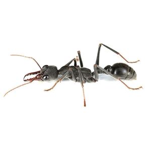  キバハリアリ Myrmecia pyriformis 2025年新女王　産卵済み</a></h3>
                        
