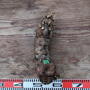ユーフォルビアムランジーナ C7 1.2 Euphorbia mlanjeana 抜き苗 塊根植物 ベアルート株</a></h3>
                        
                        