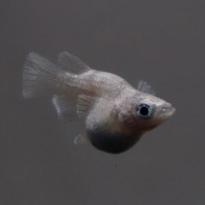 【minamo】現物 ホワイトタイガーダイヤ“ダルマ” 極上若魚（１ペア）【次回未定】メダカ屋サバンナ様最新品種 HTD-02</a></h3>
                        