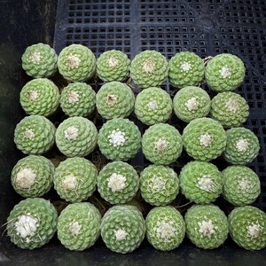 63W サボテン 多肉植物 ストロンボカクタス菊水 Strombocactus disciformis 実生 30株同梱 【W番号は他の番号と同梱できません】</a></h3>
                        
                        