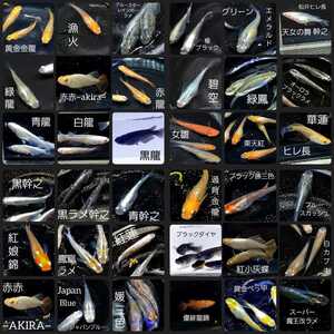 ミックスメダカの有精卵：120個＋α 　　　　　</a></h3>
                        