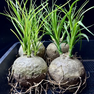 66W ボーカルニア レクルバータ　Beaucarnea recurvata 4株同梱 【W番号は他の番号と同梱できません】 </a></h3>
                        
                        