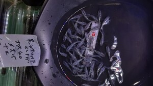 【爆卵計画】黒ラメサファイア ヒレナガ ♂40匹 ♀15匹+α (Bセット) 選別調教済み 死着補償あり 産卵開始！メダカ めだか </a></h3>
                        