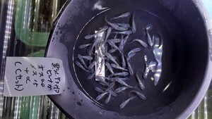 【爆卵計画】黒ラメ サファイア ヒレナガ ♂40匹 ♀15匹 +α (Cセット)選別調教済み 死着補償あり 産卵開始！メダカ めだか </a></h3>
                        