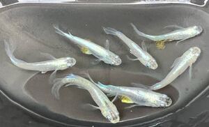 ドラゴンブルー松井ヒレ長　成魚6匹＋α　メダカ めだか</a></h3>
                        
                        