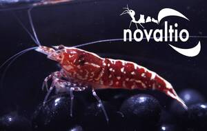 【novaltio】 ハイグレード　レッドギャラクシー・クリアレッド　全4匹　♂雄2匹・♀雌2匹（うち抱卵1匹）</a></h3>
                        
                        