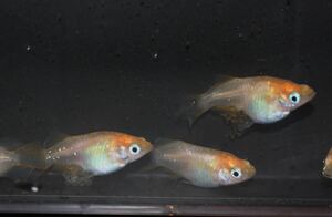【選抜メダカ】　極上！！　つぼみダルマ　のタマゴ！　　40個＋α 　　！</a></h3>
                        