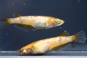 金閣　若魚1ペア+1　(検　和墨白銀　MWR-01 銀閣 墨碧眼</a></h3>
                        