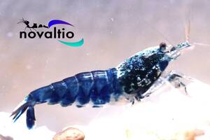 【novaltio】超ハイグレード　サムライブルー　全3匹　♂雄1匹・♀雌2匹（1匹抱卵）</a></h3>
                        
                        