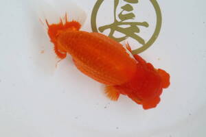 丸長 A1 品評会、種魚用　明三歳魚！ 【 静岡県 東海らんちゅう会　小穴圭介氏！】17.0?　メス！　</a></h3>
                        