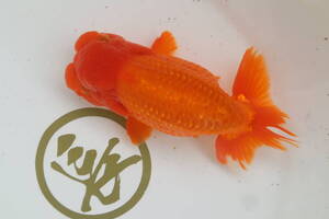 丸長 A3 品評会、種魚用　明三歳魚！ 【 静岡県 東海らんちゅう会　小穴圭介氏！】16.0?　オス！　</a></h3>
                        