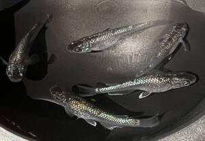 new! ブルームーン　成魚　4匹　めだか</a></h3>
                        
                        