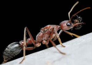 キバハリアリ　Myrmecia Brevinoda 2025年新女王　産卵済み</a></h3>
                        