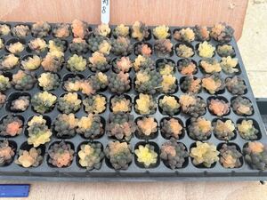 【FJ Agave】DW8 多肉植物 ハオルチア　OB冰燈 氷灯 玉露 錦 鮮明錦斑 100株同梱</a></h3>
                        