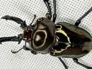 超大型　良艶　高発色　アンバーピカール　( ピカール　ニジイロクワガタ　)　♂60mm ♀39mm ♂♀ペア　勉強や研究にも最適！</a></h3>
                        
                        