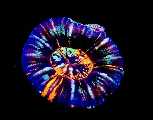 Allanemone　スコリミア　No.２５　scolymia AUS　海水魚　サンゴ　ミドリイシ</a></h3>
                        