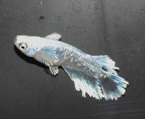 【選抜メダカ】　極上！！　グラディオのタマゴ！　50個＋α 　親はAZUMAめだかさま血統！</a></h3>
                        