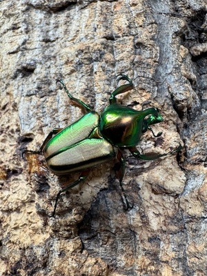 セブヒメカブトハナムグリ WF1ペア ♀マジョーラ系個体（ 即ブリ） ?3-１　</a></h3>
                        