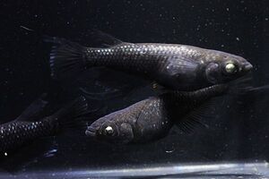 ◆米めだか◆ 稚魚 「デビル」稚魚１０匹　本家直系</a></h3>
                        