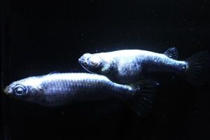 ◆米めだか◆オリハルコン　［稚魚１０匹］　ハイグレード　善通寺メダカ様直系</a></h3>
                        