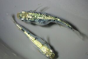 ◆米めだか◆稚魚 「レックウザ」稚魚１０匹　サバンナ様最新品種　</a></h3>
                        