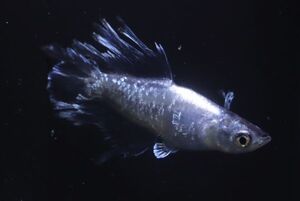 ◆米めだか◆稚魚　スペード　黒　タイプ　［稚魚１０匹］　おススメ！！</a></h3>
                        