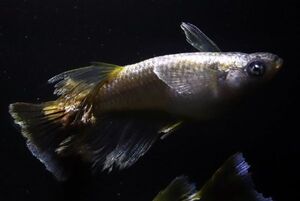 ◆米めだか◆　ガブリエル　卵１５個＋α　有精卵 　本家直系</a></h3>
                        