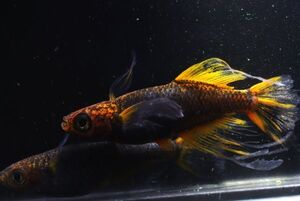 ◆米めだか◆稚魚　◆玄　(稚魚１０匹)　☆超極上☆ 西郷めだか様直系</a></h3>
                        