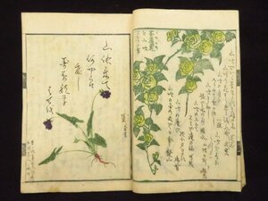 江戸時代 挿絵 和本(35『名家画譜 艸名集 春冬部』植物画 色摺り 草花 図譜 絵入り 江戸期　　　検)古書古文書木版画かわら版浮世絵草双紙</a></h3>
                        
                        