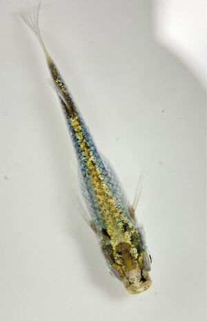 極上　緑光墨武　トリオ　メス2 オス1 産卵中(検索用　レックウザ　ゴジラ　緑光　墨武　ゴブリン　メダカ</a></h3>
                        