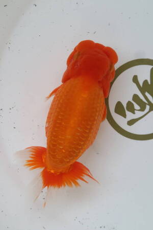 丸長 A2 品評会、種魚用　明三歳魚！ 【 静岡県 東海らんちゅう会　小穴圭介氏！】16.0?　オス！　</a></h3>
                        