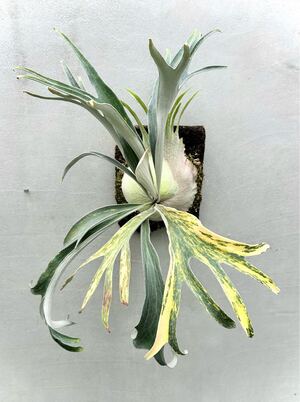 斑入り P. veitchii wild (vp#20) 【vandaka】ビカクシダ</a></h3>
                        