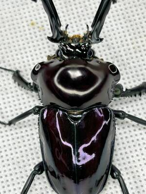 超大型　良艶　高発色紫紺ピカール　( ピカール　ニジイロクワガタ　)　♂59.6mm ♀35.0mm ♂♀ペア　勉強や研究にも最適！</a></h3>
                        
                        