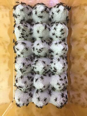 【E,park】【業界最安値！！！！】　☆鈴虫☆スズムシ☆すずむし☆【幼虫 120匹以上！！】（2令〜5令）※今シーズン数量限定！！☆28</a></h3>
                        