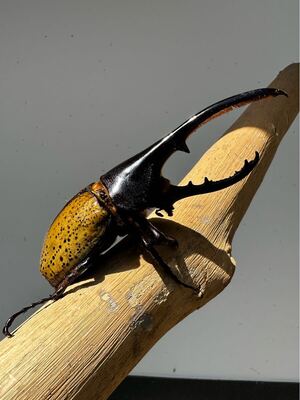 DHヘラクレス　ヘラクレスオオカブト　成虫ペア? ♂145mm　♀75mm</a></h3>
                        