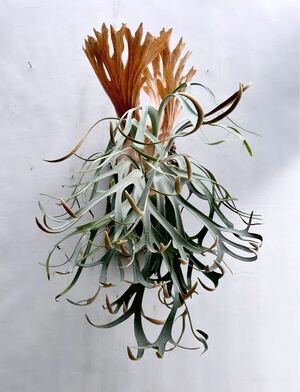 P. willinckii 'Moonlight' (vp) ウィリンキー【vandaka】ビカクシダ</a></h3>
                        