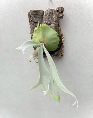P. willinckii 'Yeti' ウィリンキー【vandaka】ビカクシダ</a></h3>
                        