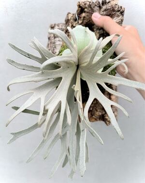 P. willinckii 'Yellow Moon' dwarf spore grown ウィリンキー【vandaka】ビカクシダ</a></h3>
                        