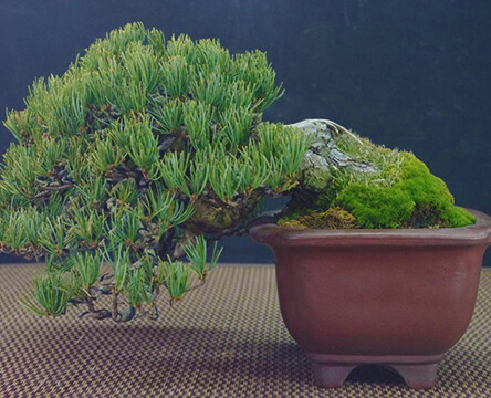 Bonsai pot
